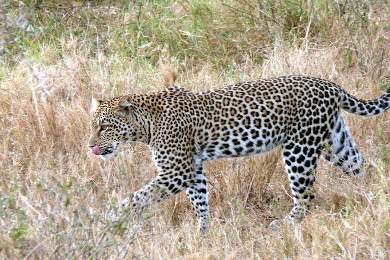 Leopardem je nazýván levhart skvrnitý (Panthera pardus).Zdroj foto: Haplochromis, CC BY-SA 3.0 , via Wikimedia Commons