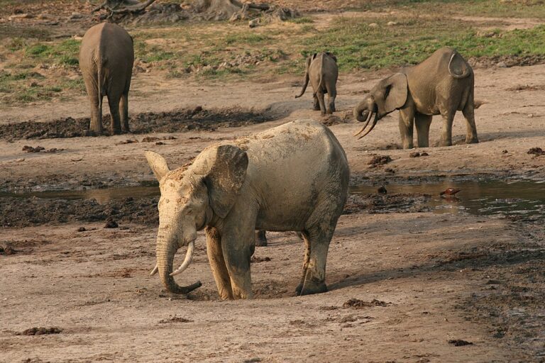 Velikostí by tvor mokele-mbembe měl být srovnatelný se slonem africkým. Zdroj foto: U.S. Fish and Wildlife Service Headquarters, Public domain, via Wikimedia Commons