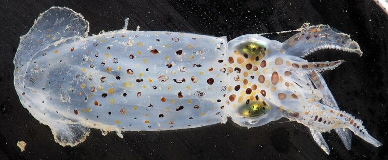 Lolliguncula brevis je oliheň, která velmi dobře snáší i pobyt ve vodě s extrémně nízkým obsahem soli. Zdroj foto: Smithsonian Environmental Research Center, CC BY 2.0 , via Wikimedia Commons