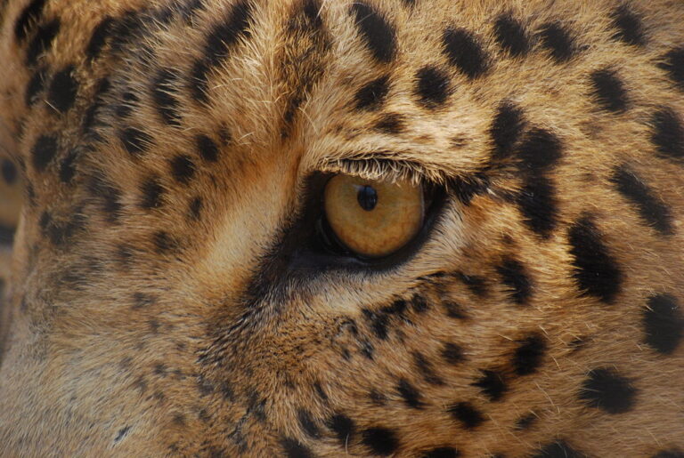 Teprve později se přišlo na to, že nezabíjejí leopardi, ale členové tajné společnosti. Zdroj foto: Wegmann, CC BY-SA 3.0 , via Wikimedia Commons