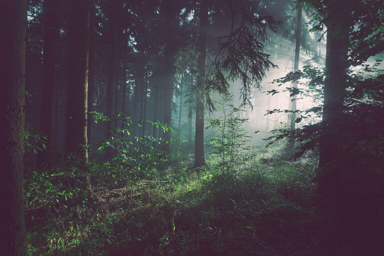 Všechny lesy mají specifickou energii, v tomto se však dějí navíc i velmi tajemné věci.