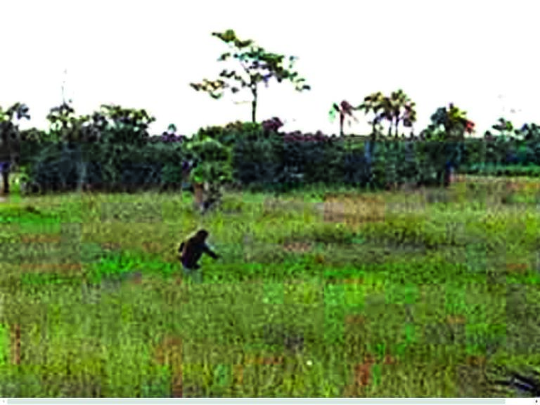 Osrstěný hominid se má pohybovat zejména po národním parku Big Cypress.