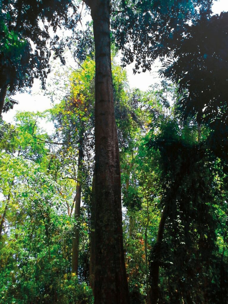 Nejvyšší ghanský strom údajně umí uzdravovat nemocné.