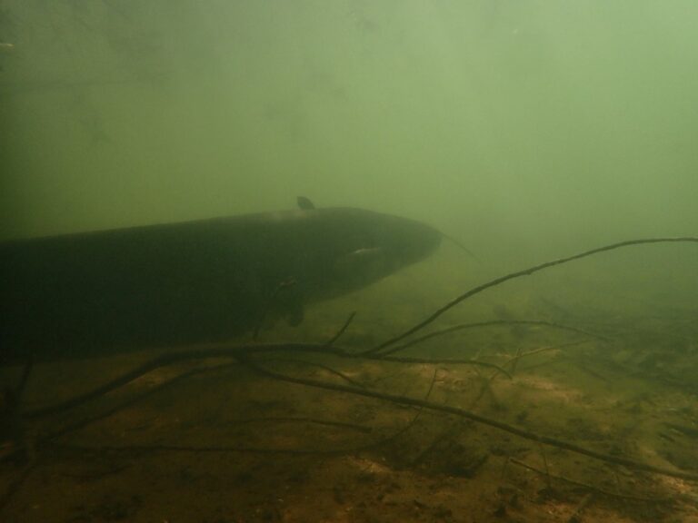 Na snímku zachycené „USO“ pod hladinou přehrady má i svoje jméno: Silurus glanis (sumec velký). Foto autor