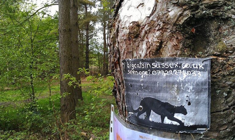 Je v britských lesích opravdu bezpečno? Zdá se, že ne vždy a ne všude. Zdroj foto: Midnightblueowl at English Wikipedia, CC BY-SA 3.0, via Wikimedia Commons