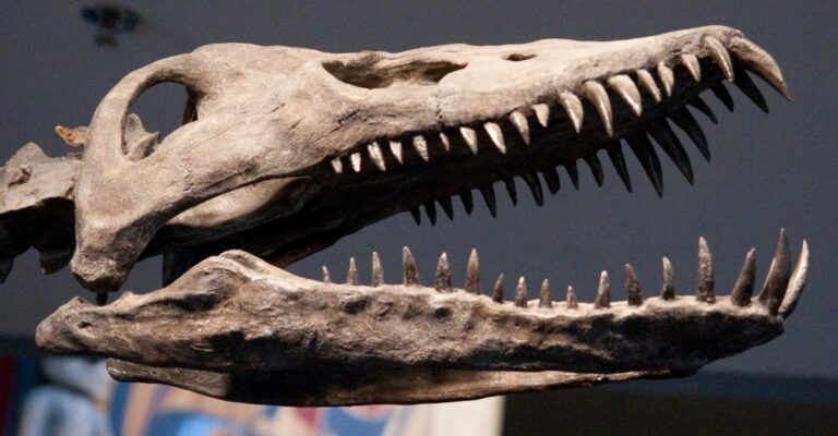 Z časů, kdy zuby cenil celý svět – lebka dravého plesiosaura. Zdroj foto: Roland Tanglao from Vancouver, Canada, CC BY 2.0 , via Wikimedia Commons