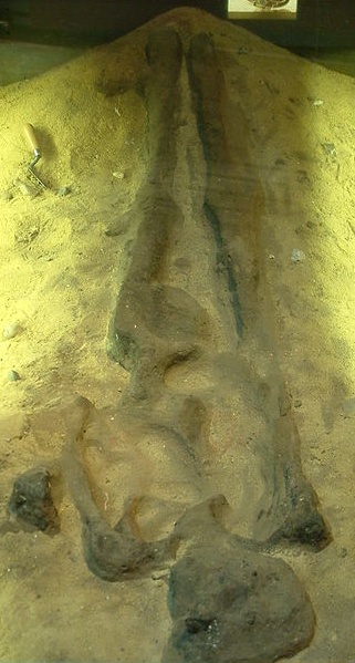 Některé z nalezených těl zakonzervovali archeologové takto do písku. Foto: Russell Scott, CC BY-SA 2.5, Wikimedia commons