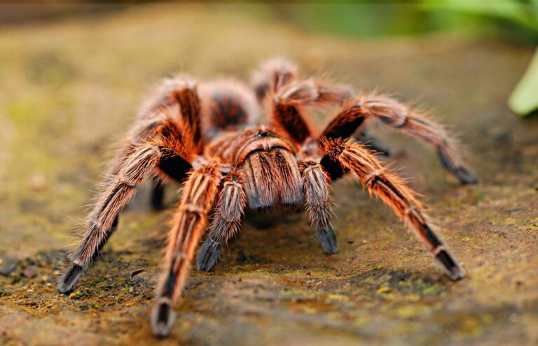 Největší vědou potvrzení pavouci mají do 30 centimetrů. Foto: Pixabay