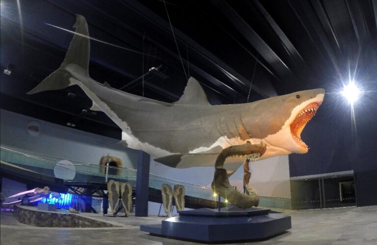 Obelstil kdesi v hlubinách světového oceánu evoluci obří žralok – megalodon? Zdroj foto: Sergiodlarosa, CC BY-SA 4.0 , via Wikimedia Commons