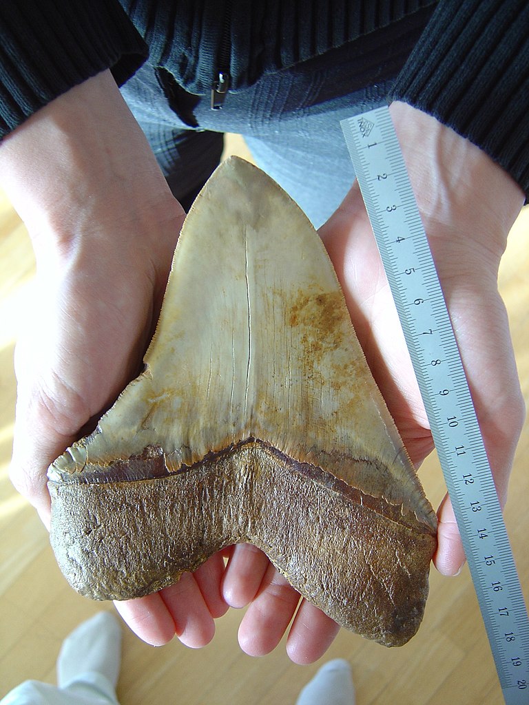Zub megalodona si hoví v lidských dlaních. Další komentář jistě není nutný… Zdroj foto: Lonfat, Public domain, via Wikimedia Commons
