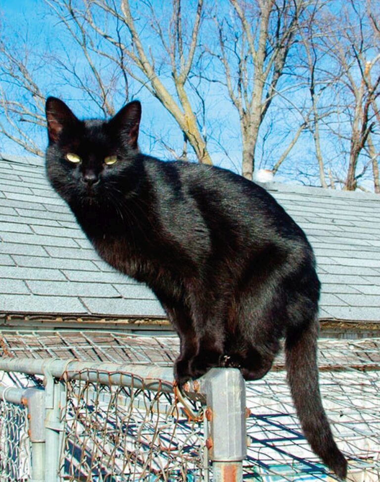 Černé kočky nejsou jen nositelky smůly. Naopak mají nejlépe zvládat negativní energie!