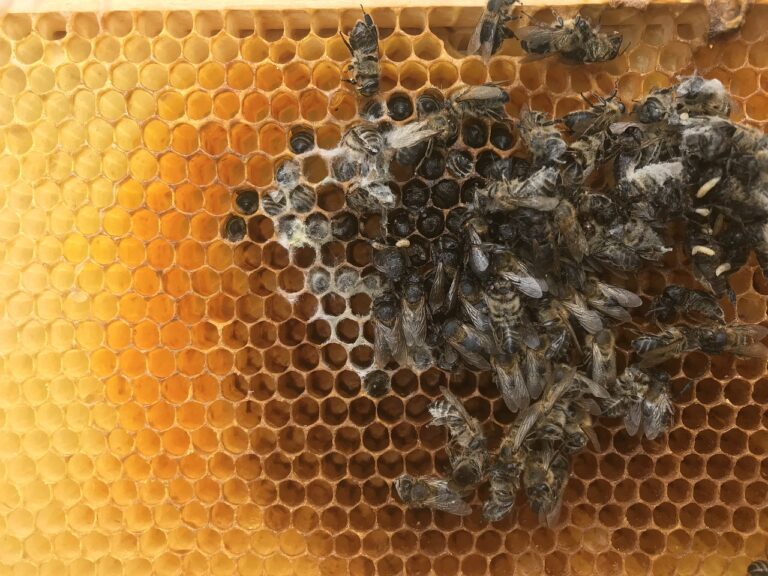 Vymírání včelstev vědci zatím neumí vysvětlit, foto Pixabay