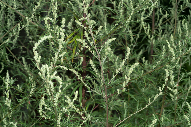 Pelyněk černobýl (Artemisia vulgaris) slouží k posílení schopností