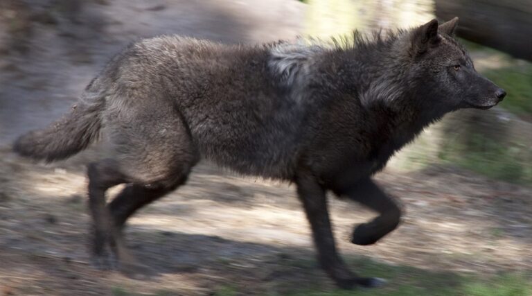 Lidožravý vlk byl Bavorsku v sedmnáctém století pověšen na šibenici. Zdroj ilustračního fota: Tony Hisgett from Birmingham, UK, CC BY 2.0 , via Wikimedia Commons