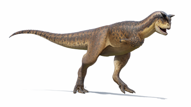 Stoa prý nejvíce připomíná dinosaura rodu Carnotaurus. Foto: Fred Wierum - Own work, CC BY-SA 4.0, Wikimedia commons
