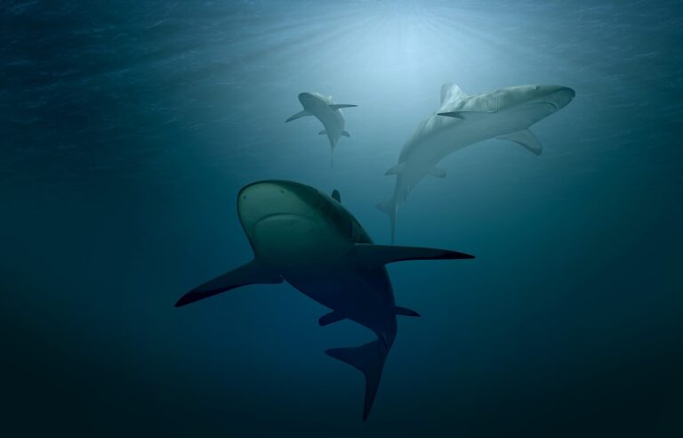 Uplave jim loď. A kolem je moře plné žraloků... Foto: Pixabay