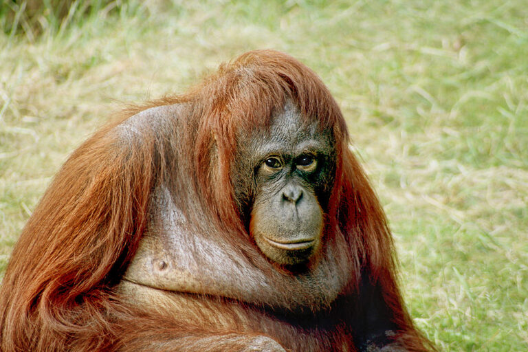 Tvor Orang Mawas se údajně podobá i orangutanovi. Zdroj foto: Julielangford, CC BY 3.0 <https://creativecommons.org/licenses/by/3.0>, via Wikimedia Commons