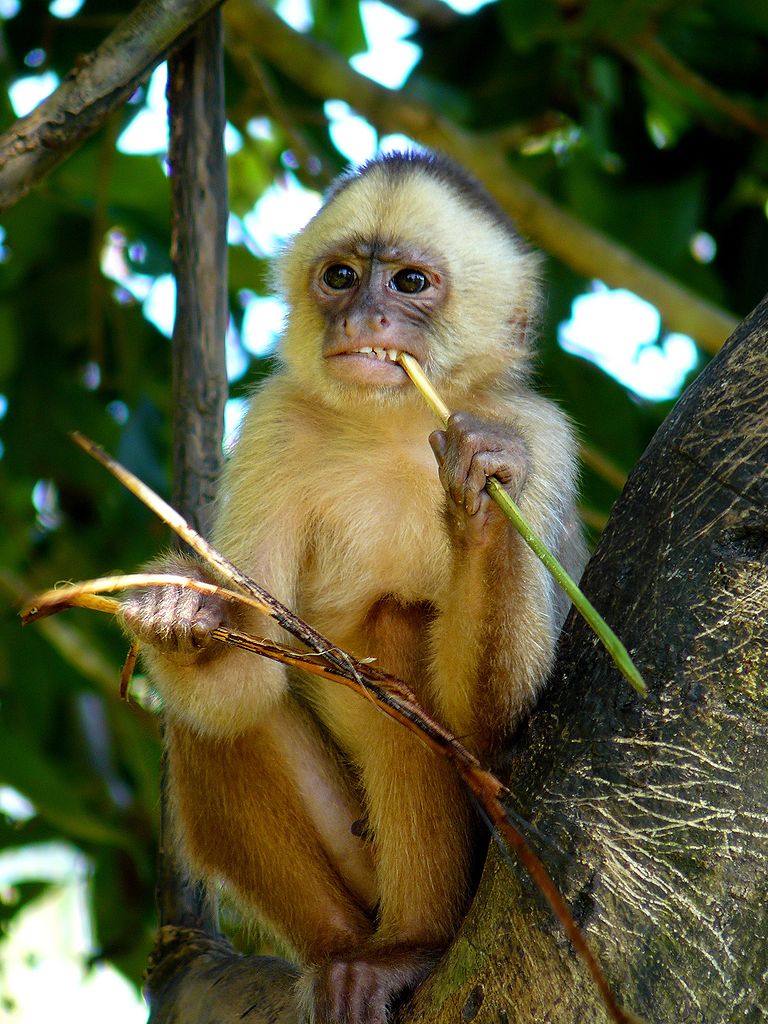 Opice mohou přenášet viry hemoragické horečky včetně eboly. Zdroj ilustrační fotografie: Photo by Whaldener Endo (Edit: Noise reduction and sharpening by User:Diliff., CC BY-SA 3.0 , via Wikimedia Commons