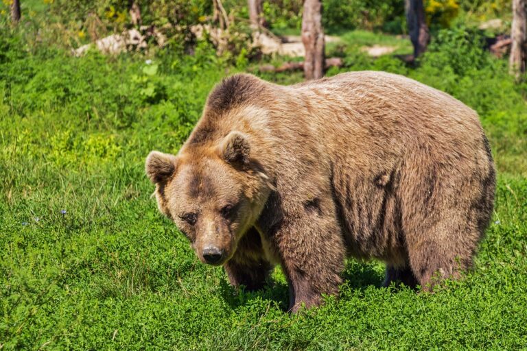 Napadení medvědem jsou většinou smrtelná. Měl lovec jen štěstí?