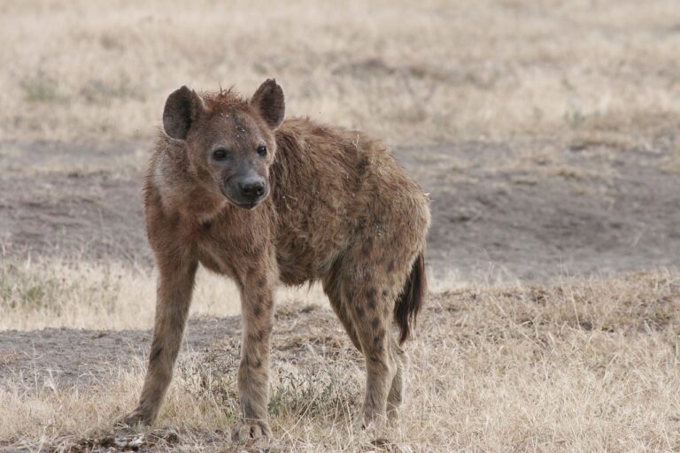 Mohla by hyena zabít tolik lidí?