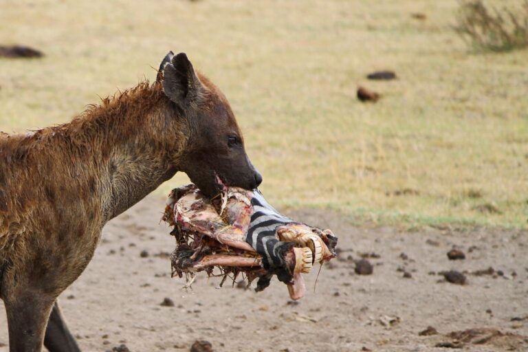 Může být monstrum vraždící obyvatele Malawi hyena?