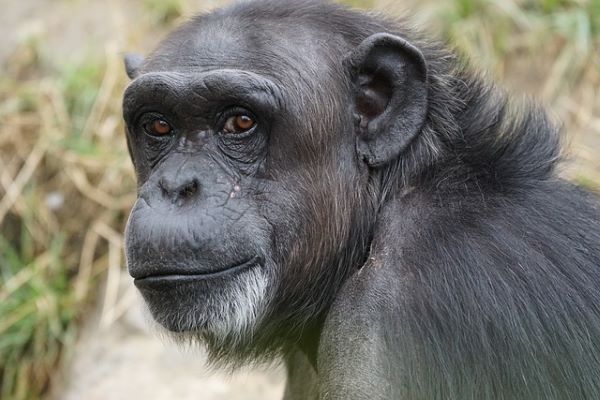 Šimpanz - ilustr.obrázek. Foto: Petr Matura