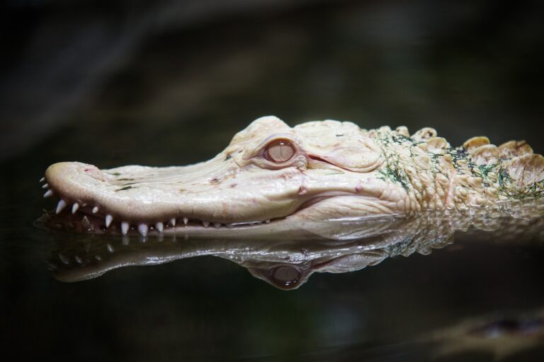 Může být taniwha ve skutečnosti krokodýl albín? Foto Pixabay
