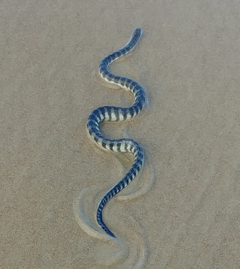 Hady v moři skutečně najdeme. Do velikosti monstra od Sandy Hook však mají daleko… Zdroj foto: Vikramonice. Extraction GrandEscogriffe., CC BY-SA 4.0 , via Wikimedia Commons