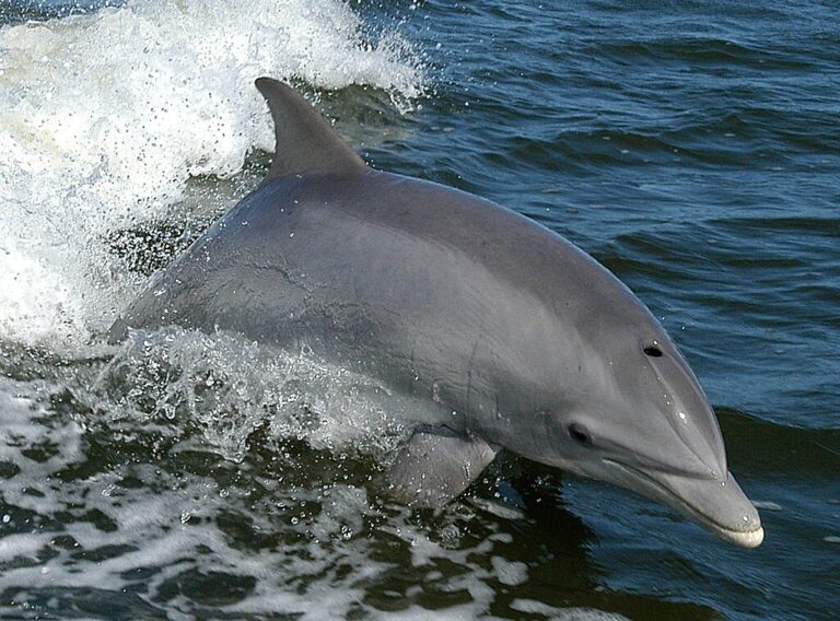 Existují delfíni „s rohem“? Ačkoli byli pozorováni již v devatenáctém století, jejich existenci se zatím nepodařilo potvrdit. Zdroj foto: NASA, Public domain, via Wikimedia Commons