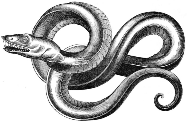 Svědkové se shodli na tom, že se jednalo o obřího mořského hada. Zdroj obrázku: Unknown artist, Public domain, via Wikimedia Commons