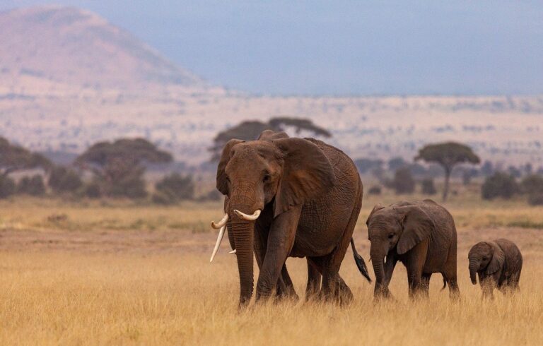 Nádherní sloni začínají vymírat. Postihl stejný osud i čipekve?