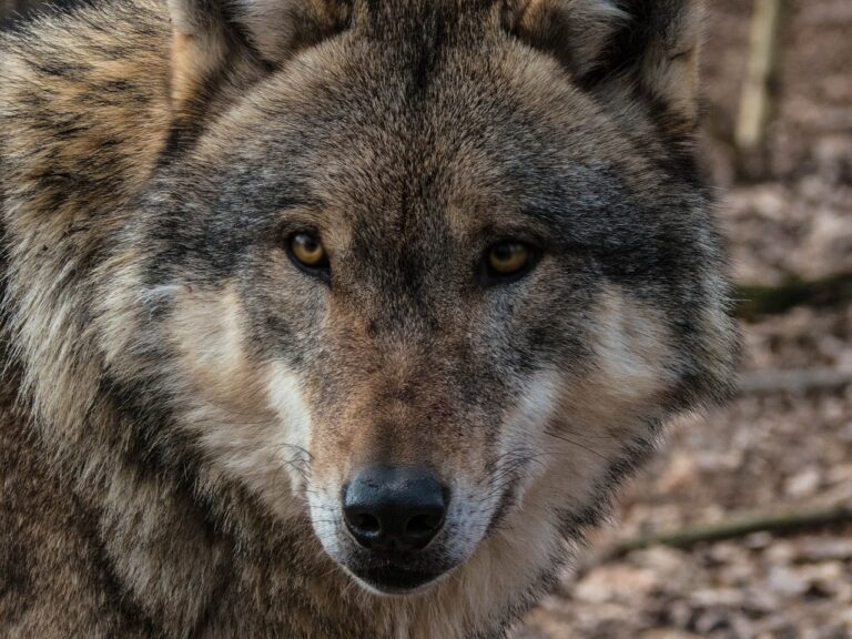 Útoky byly zprvu připisovány osamělému vlkovi, foto Pixabay