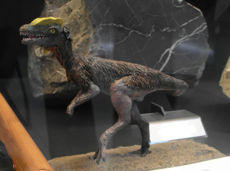 Předobrazem tatranského draka mohly být kosterní pozůstatky Coelurosaura, foto Walter Klosse / Creative Commons / CC BY-SA 4.0