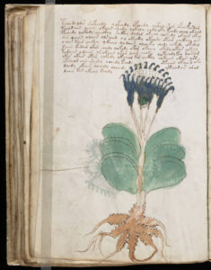 Napsal Voynichův rukopis lékárník Karla IV.?