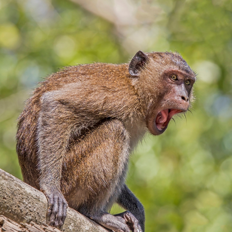 Vznikla legenda o opičím muži chybnou interpretací pozorování opice-makaka? Zdroj foto: Charles J. Sharp, CC BY-SA 4.0 , via Wikimedia Commons