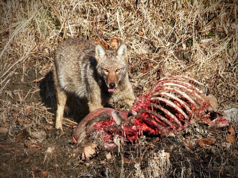 Jednalo se skutečně o obyčejného kojota, či se jen úřady snaží odvést pozornost? Foto: American Lotus-CC BY-SA 4.0