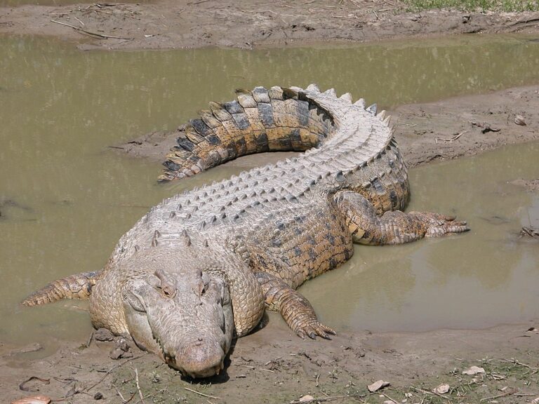 Krokodýl mořský. Mahamba by měla mít dvojnásobnou délku v porovnání s největšími exempláři tohoto druhu. Zdroj foto: Obtained from Molly Ebersold of the St. Augustine Alligator Farm, Public domain, via Wikimedia Commons
