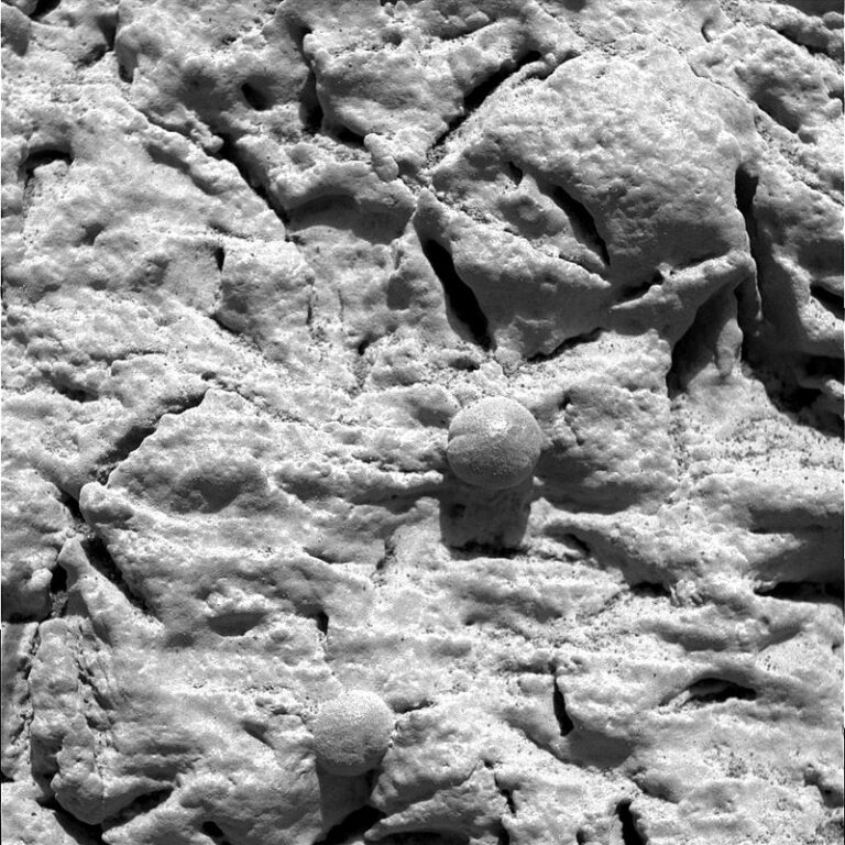 Objekty na snímcích skutečně velmi připomínají pozemské pýchavky, foto Opportunity rover's Microscopic Imager Team / Creative Commons / Volné dílo