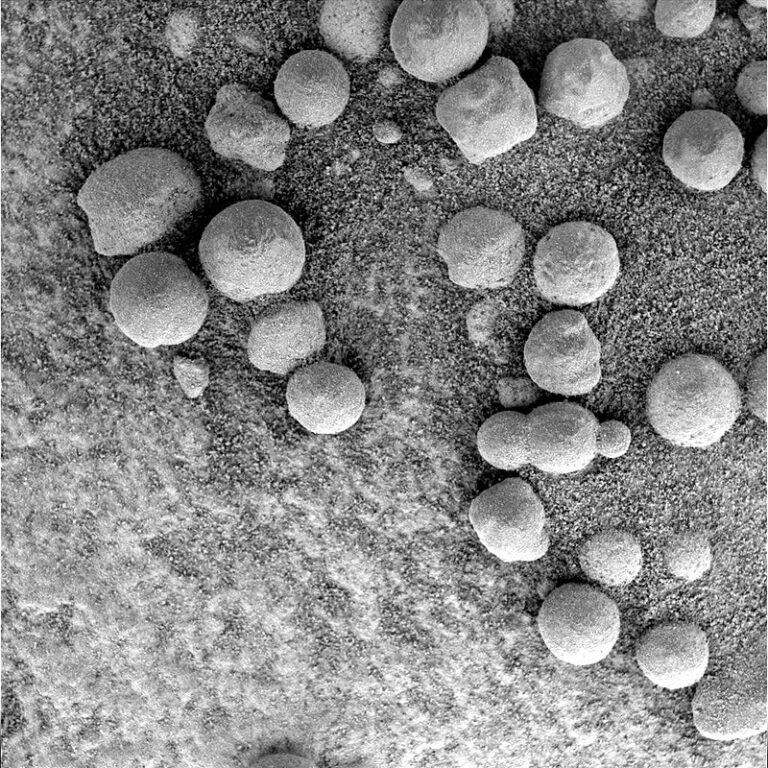 Jsou kulaté objekty ve skutečnosti živé organismy? Foto Opportunity rover's Microscopic Imager Team / Creative Commons / Volné dílo