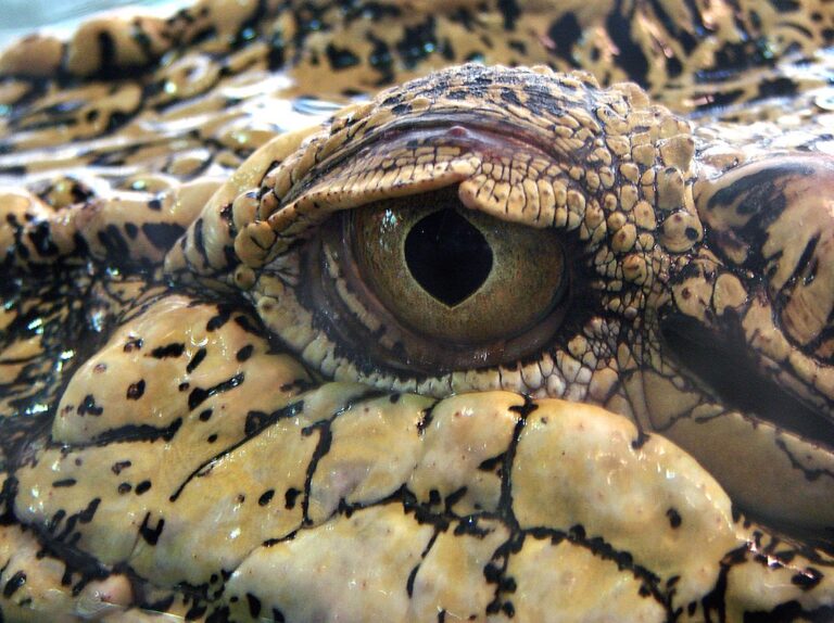 Pokud je legendární mahamba tvor s noční aktivitou, bude její zrakový receptor patrně podobný oku současných druhů krokodýlů. Zdroj ilustrační fotografie: Vassil, Public domain, via Wikimedia Commons