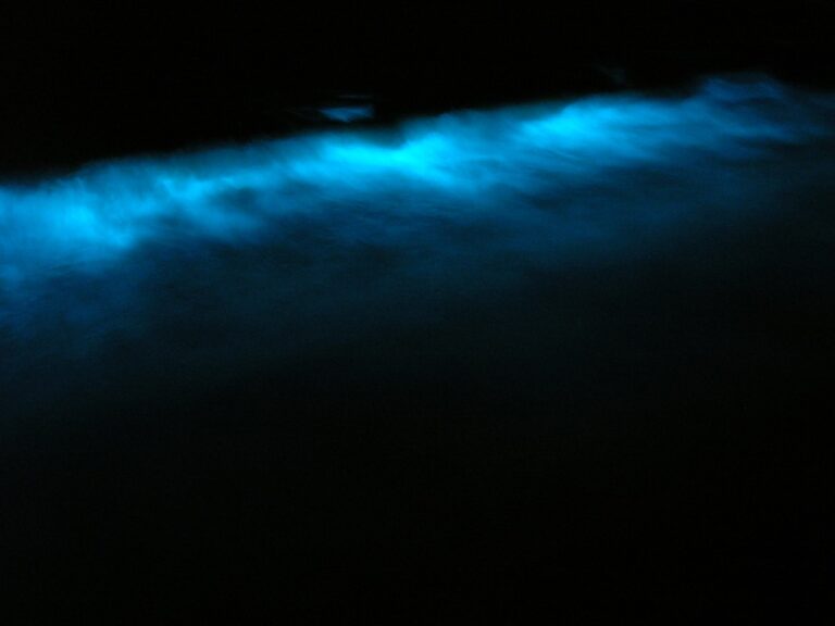 Bioluminiscence aneb světélkující oceán. Zdroj foto: Jed from San Diego, California Republic, CC BY-SA 2.0 <https://creativecommons.org/licenses/by-sa/2.0>, via Wikimedia Commons