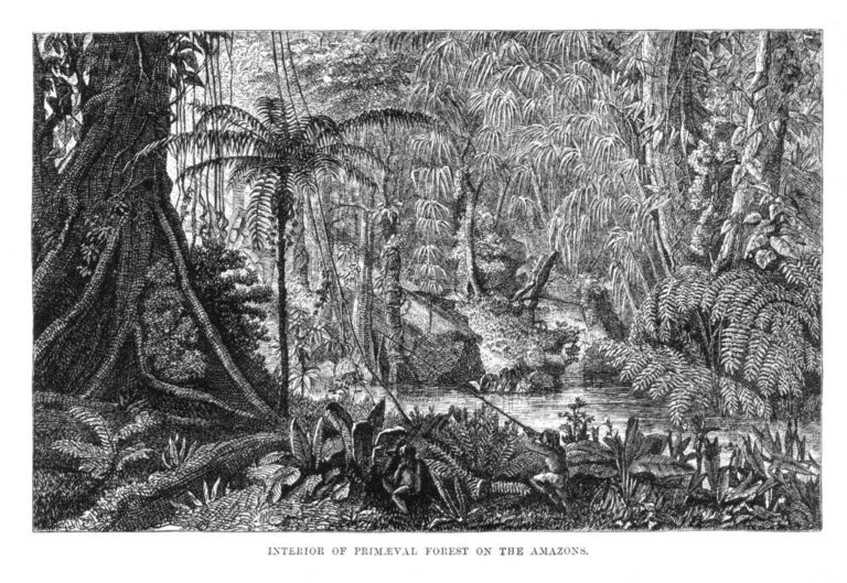 Historické vyobrazení amazonského deštného pralesa. Zdroj obrázku: See page for author, Public domain, via Wikimedia Commons