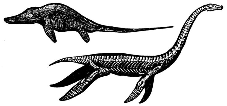 Z popisu očitých svědků vyplývá, že příšera Morag vykazuje nápadnou podobnost s druhohorním plesiosaurem (na vyobrazení vpravo). Zdroj obrázku: Popular Science Monthly Volume 19, Public domain, via Wikimedia Commons