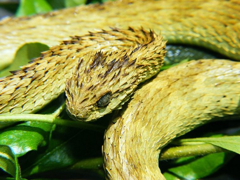 Vzácná africká endemická zmije druhu Atheris hispida. Zdroj foto: Bree Mc, soulsurvivor08 at flickr.com, CC BY 2.0 <https://creativecommons.org/licenses/by/2.0>, via Wikimedia Commons