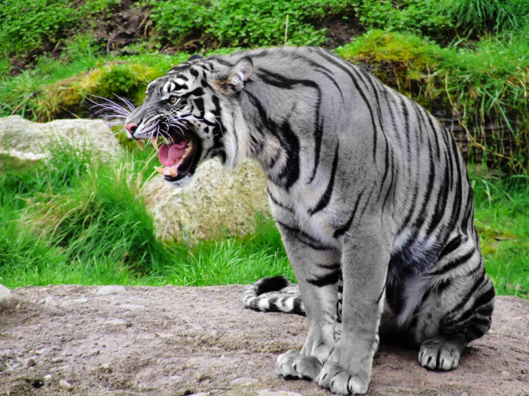 Existuje modrý tygr? Pokud ano, mohl by vypadat například takto… Zdroj foto: Photo by Mamapajama97 on Flickr.com, edited by uploader (colour of the animal), CC BY-SA 2.0 , via Wikimedia Commons