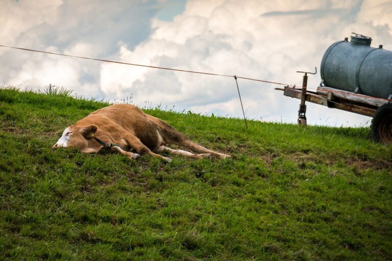 Město postihl nevysvětlitelný úhyn dobytka, foto Pixabay