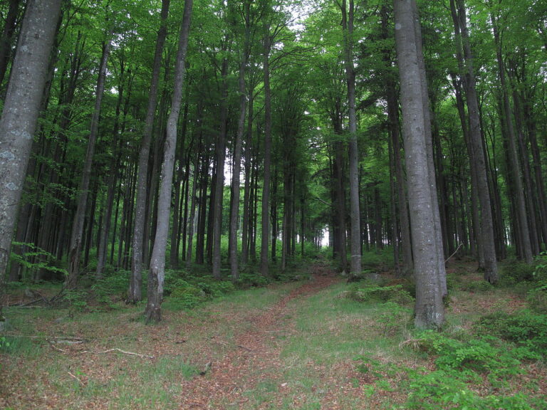 Poklad nacistů měl zmizet kdesi v lesích Myslivny, foto Dezidor / Creative Commons / CC BY 3.0