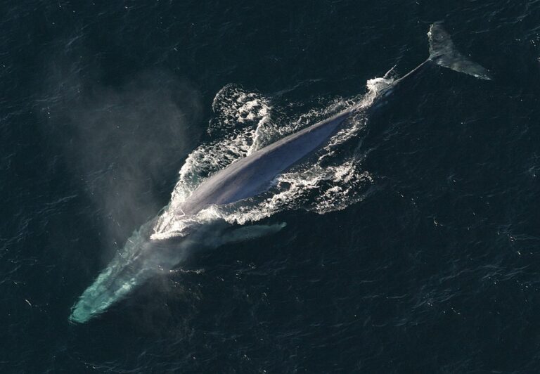 Záhadu takzvaných kryptidních velryb se zatím nepodařilo vyřešit. Zdroj ilustrační fotografie: NOAA Photo Library, Public domain, via Wikimedia Commons