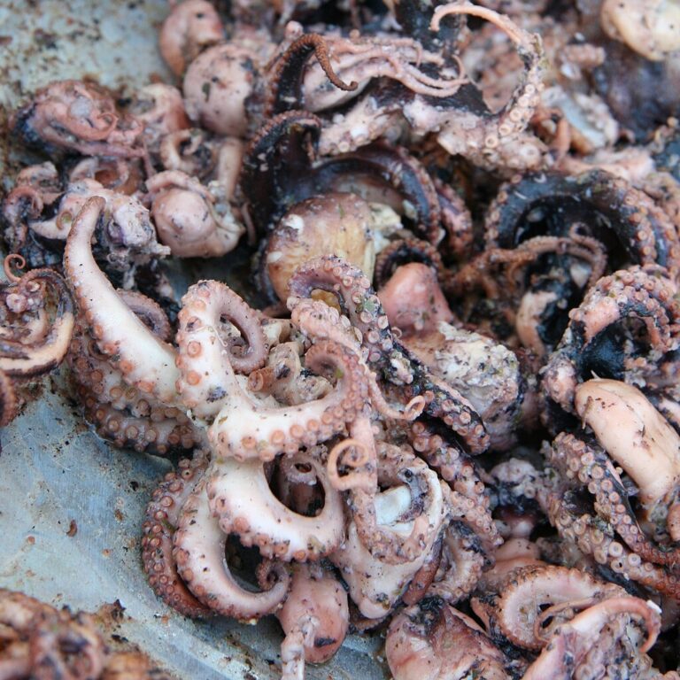 Byla příčinou smrti Diogena konzumace syrového masa z chobotnic? Zdroj ilustrační fotografie: Jonathunder, CC BY-SA 3.0 , via Wikimedia Commons