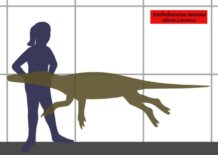 Srovnání velikosti člověka a zástupce rodu Ambulocetus. Zdroj obrázku: Conty, CC BY 3.0 <https://creativecommons.org/licenses/by/3.0>, via Wikimedia Commons